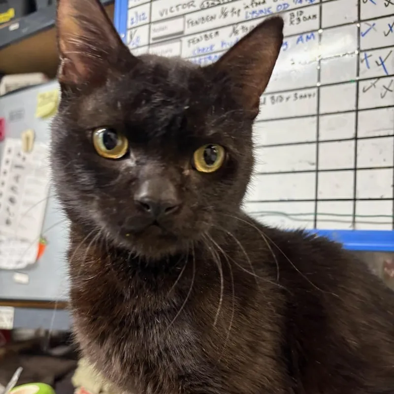 A young medium-sized male Black American Shorthair cat named Montgomery N.   for adoption in New York, NY