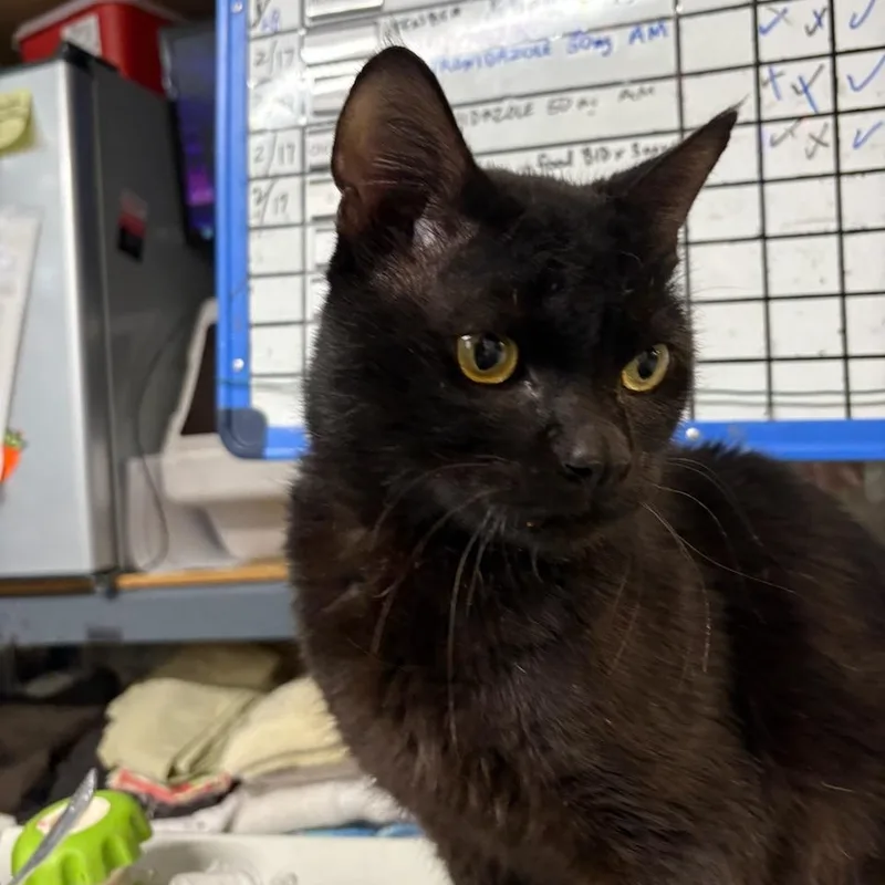 Montgomery N.   thumbnail 3