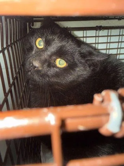 A young medium-sized male Domestic Short Hair cat named Ninja for adoption in Knoxville, TN