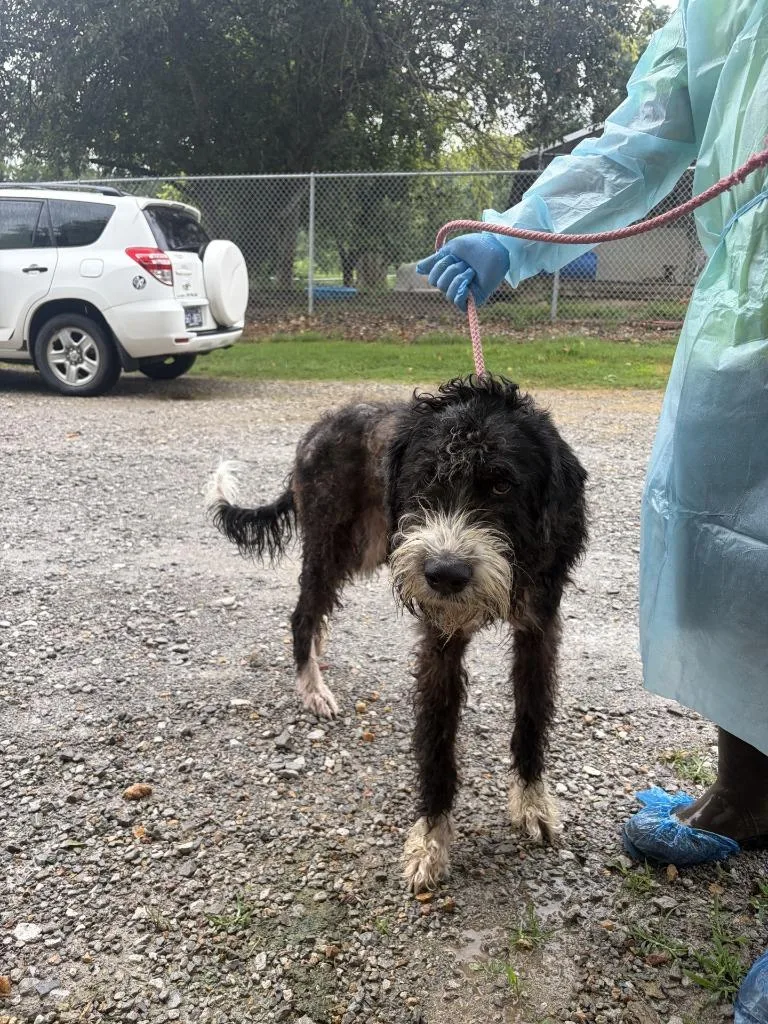 An adult large-sized male Mixed Breed dog named Murphy for adoption in Lawrenceburg, TN