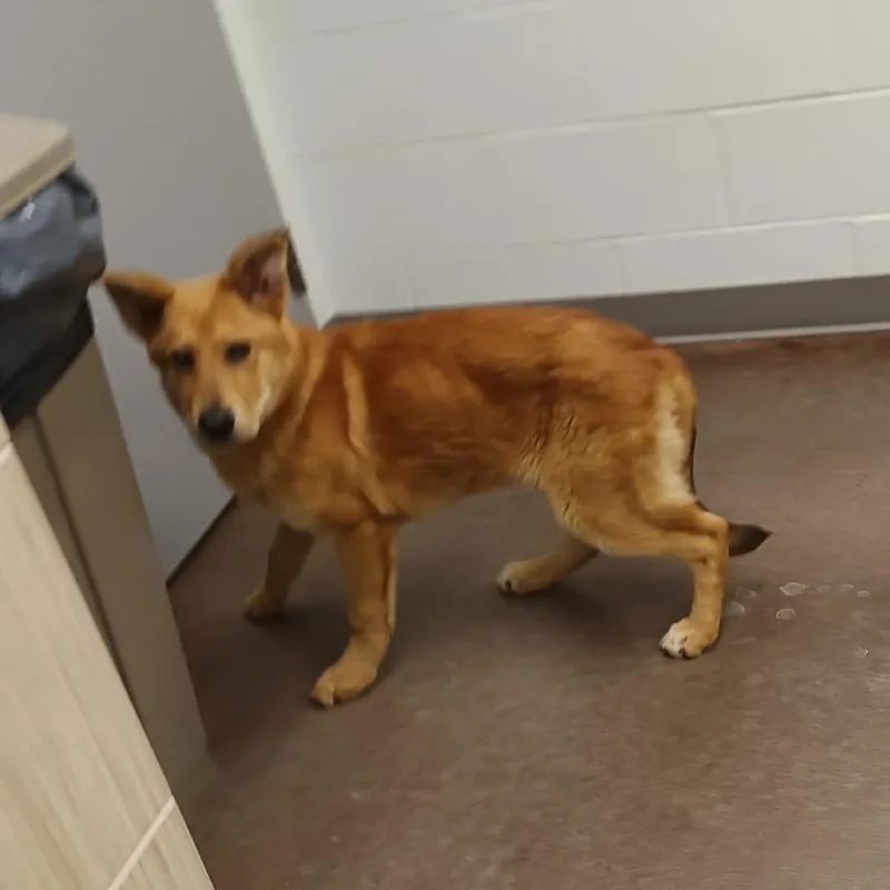 An adult small-sized male Yellow / Tan / Blond / Fawn Mixed Breed dog named Golden for adoption in Chattanooga, TN