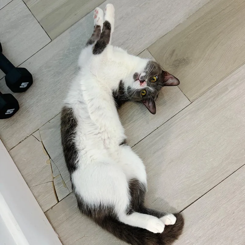 A young small-sized male Gray / Blue / Silver Domestic Short Hair cat named Giray for adoption in Los Angeles, CA