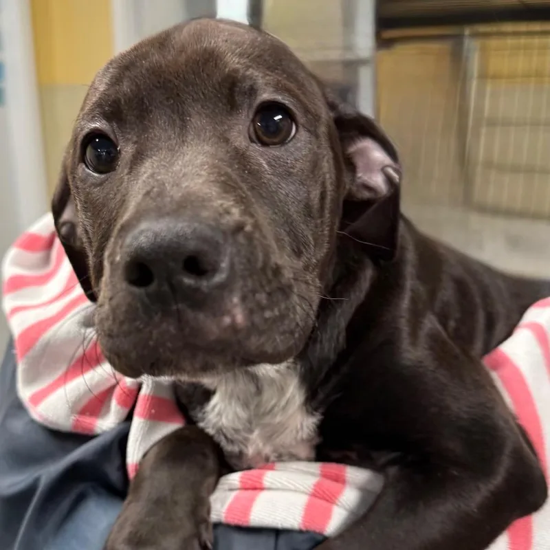 A baby small-sized female Black Mixed Breed dog named Teletubbie Pup: Laalaa for adoption in Falls Church, VA