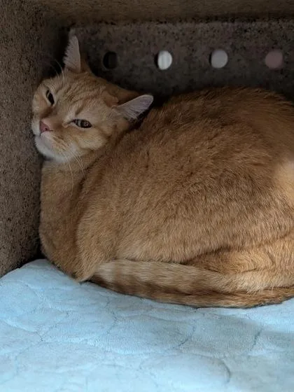 An adult small-sized male Domestic Long Hair cat named Shimba for adoption in Missoula, MT