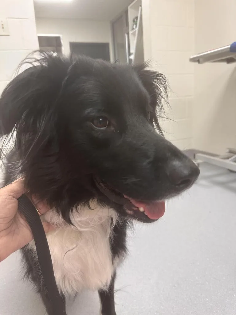 A young medium-sized female Mixed Breed dog named Millie for adoption in Florence, SC