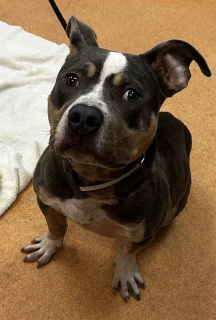 A young medium-sized male Pit Bull Terrier dog named Fernando for adoption in Martinez, CA