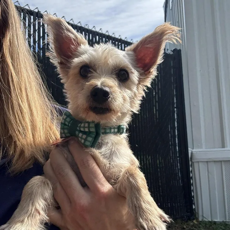 An adult small-sized male Chihuahua dog named Bastian for adoption in Richmond, TX