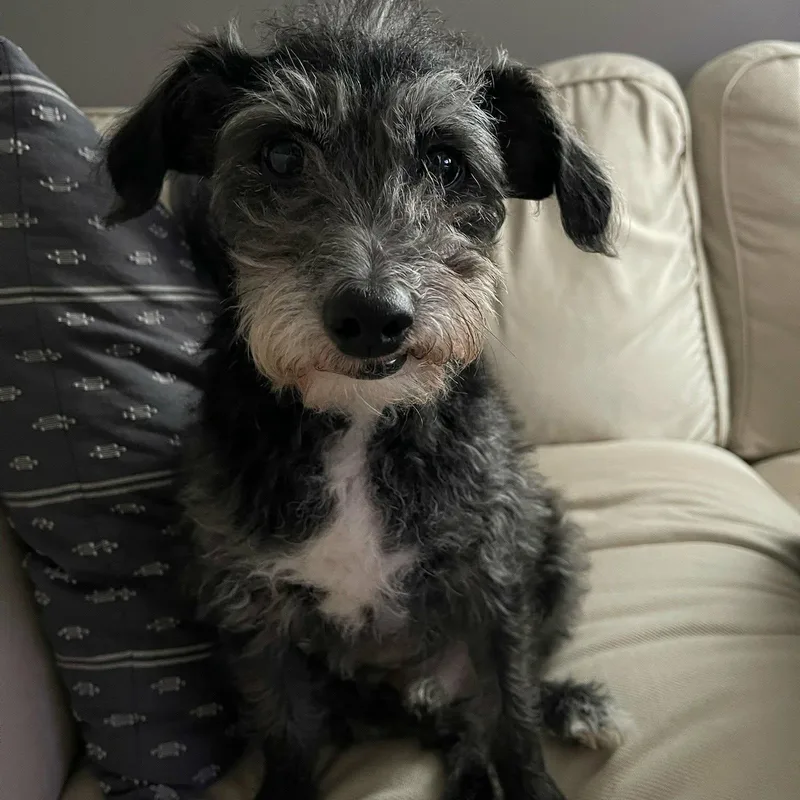 A senior small-sized male Gray / Blue / Silver Poodle dog named Maarten for adoption in Schenectady, NY