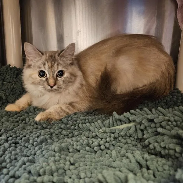 An adult small-sized female Domestic Long Hair cat named Willow for adoption in Oakland, CA