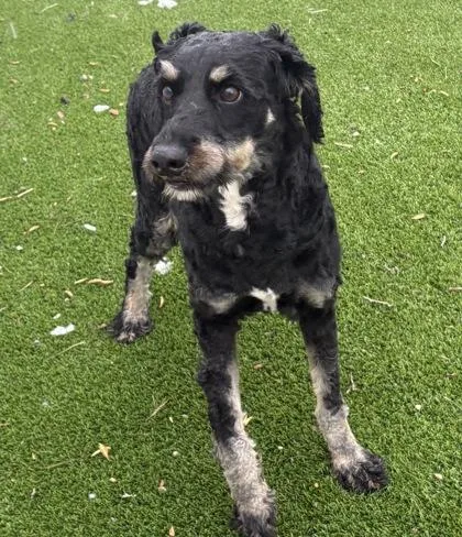 An adult large-sized male Mixed Breed dog named Gus for adoption in Munster, IN
