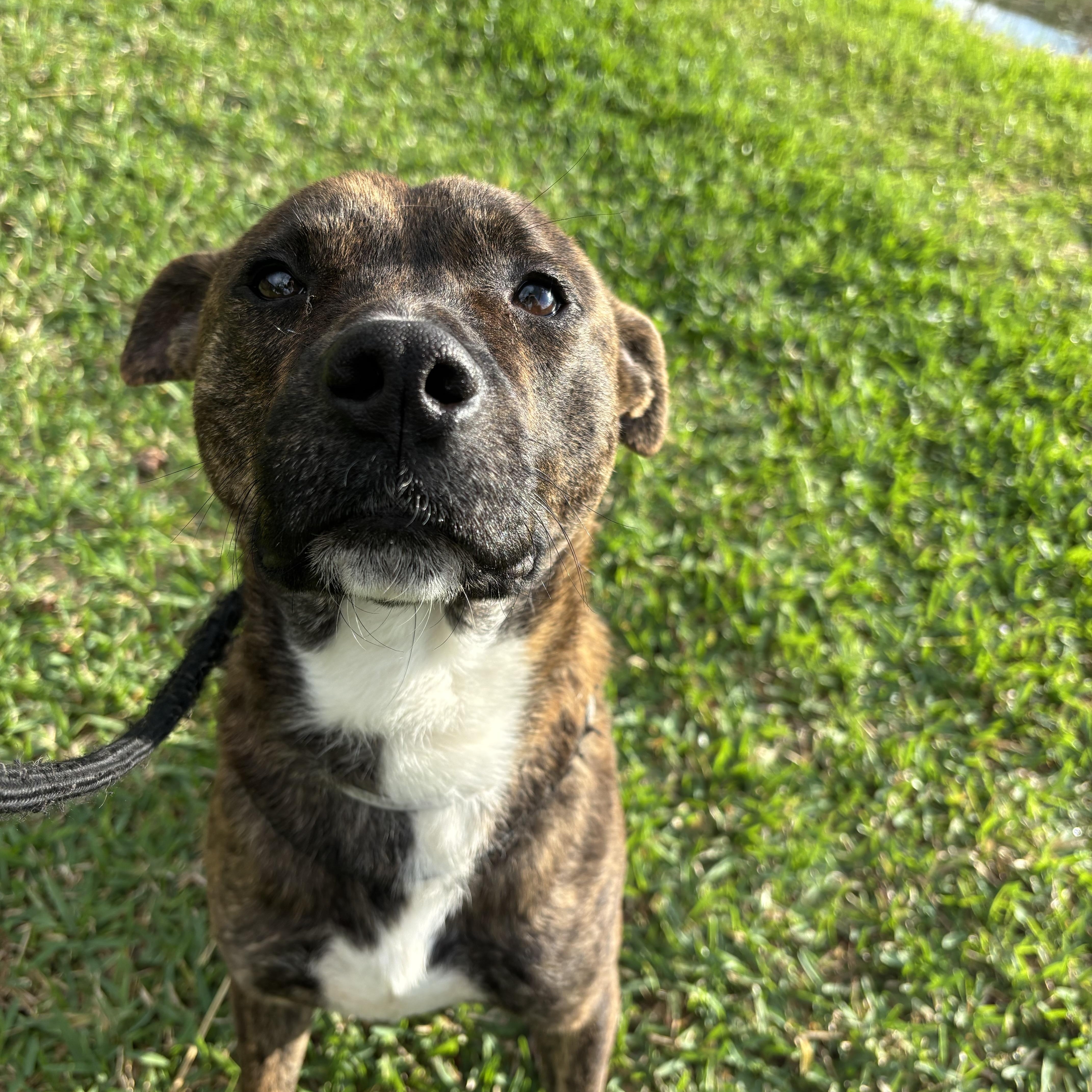 An adult medium-sized male Brindle German Shepherd Dog dog named Biscuit for adoption in Pearland, TX