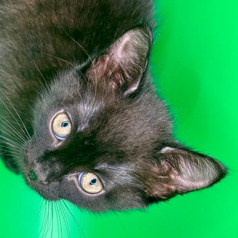 A baby small-sized female Black Domestic Short Hair cat named Bazinga for adoption in Los Angeles, CA