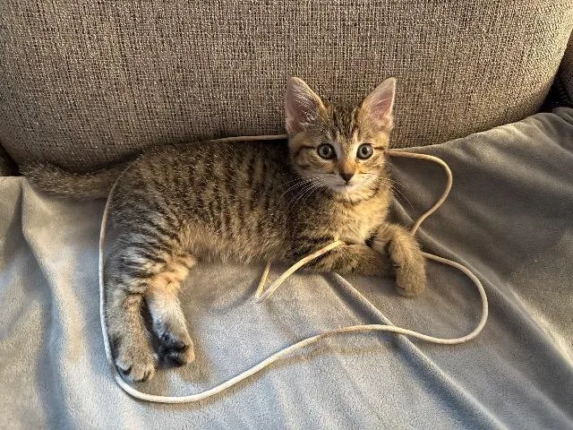 A baby small-sized female American Shorthair cat named Tink for adoption in Fayetteville, AR