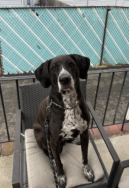 An adult large-sized male Bluetick Coonhound dog named Harley Scas for adoption in Rockaway, NJ