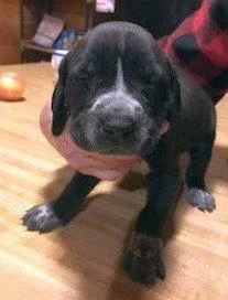 Harley Scas thumbnail 2