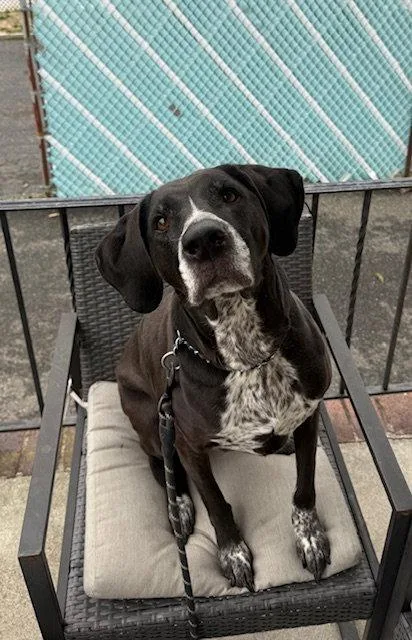 Harley Scas thumbnail 3