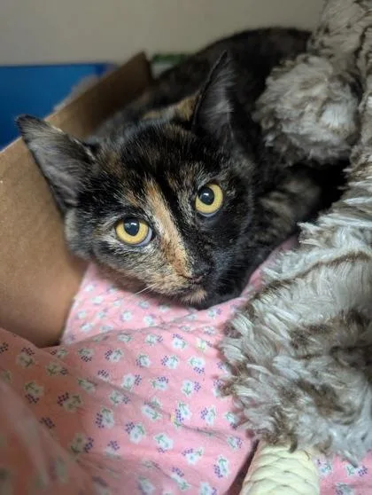 A baby medium-sized female Domestic Short Hair cat named Brianna for adoption in Divide, CO