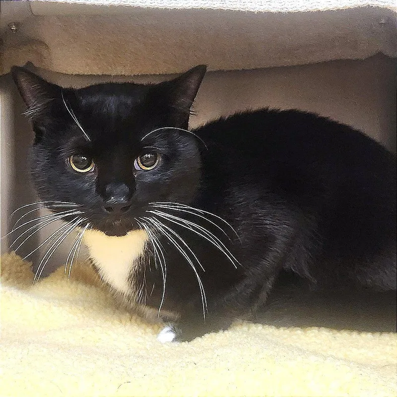 An adult medium-sized male Black Domestic Short Hair cat named Ozzy for adoption in Springfield, MA