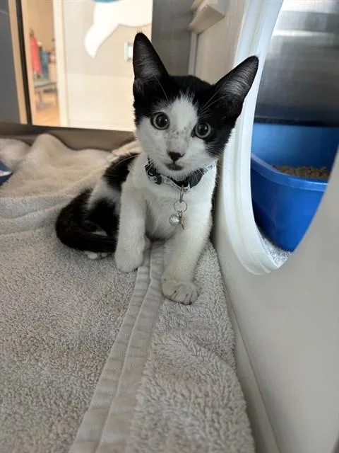 A baby small-sized male Domestic Short Hair cat named Gomez for adoption in Pearland, TX