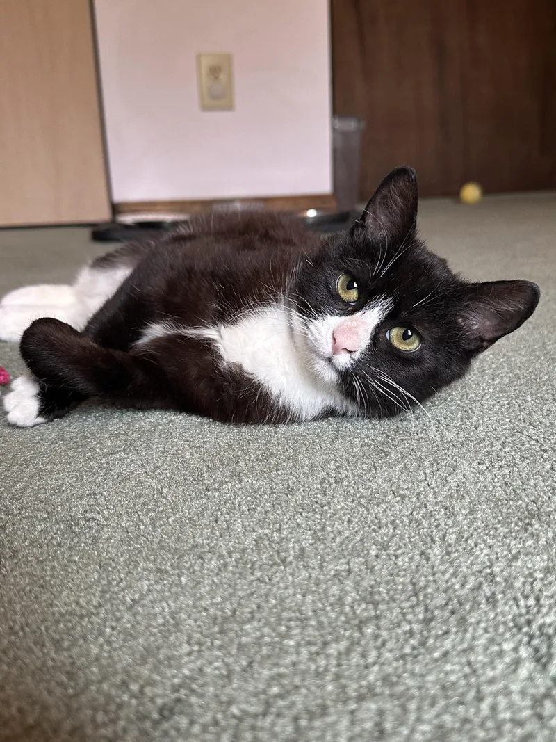 A young medium-sized female Black & White / Tuxedo Domestic Short Hair cat named Bella for adoption in Galloway, NJ