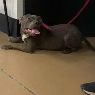 An adult medium-sized male Gray / Blue / Silver Mixed Breed dog named Toro for adoption in Gadsden, AL