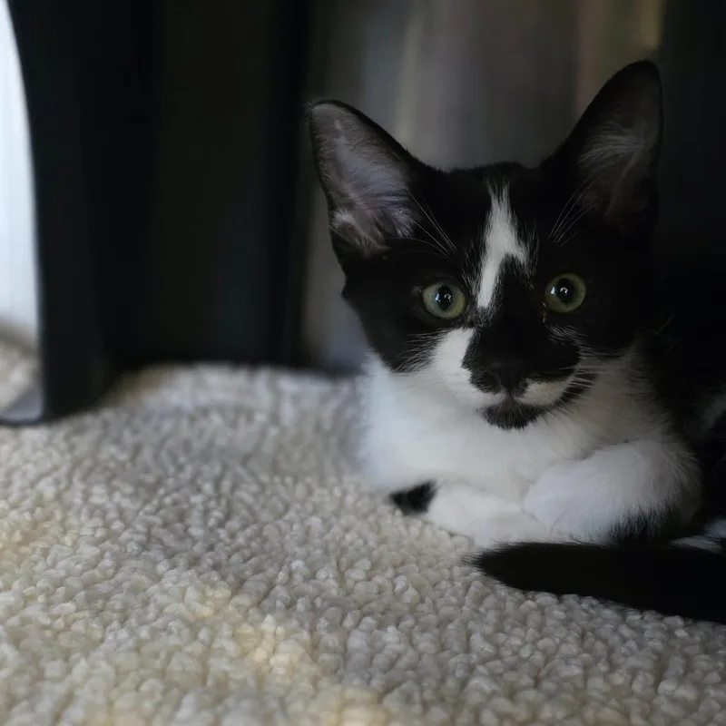 A baby small-sized male Black Domestic Short Hair cat named Charlie for adoption in Spokane, WA