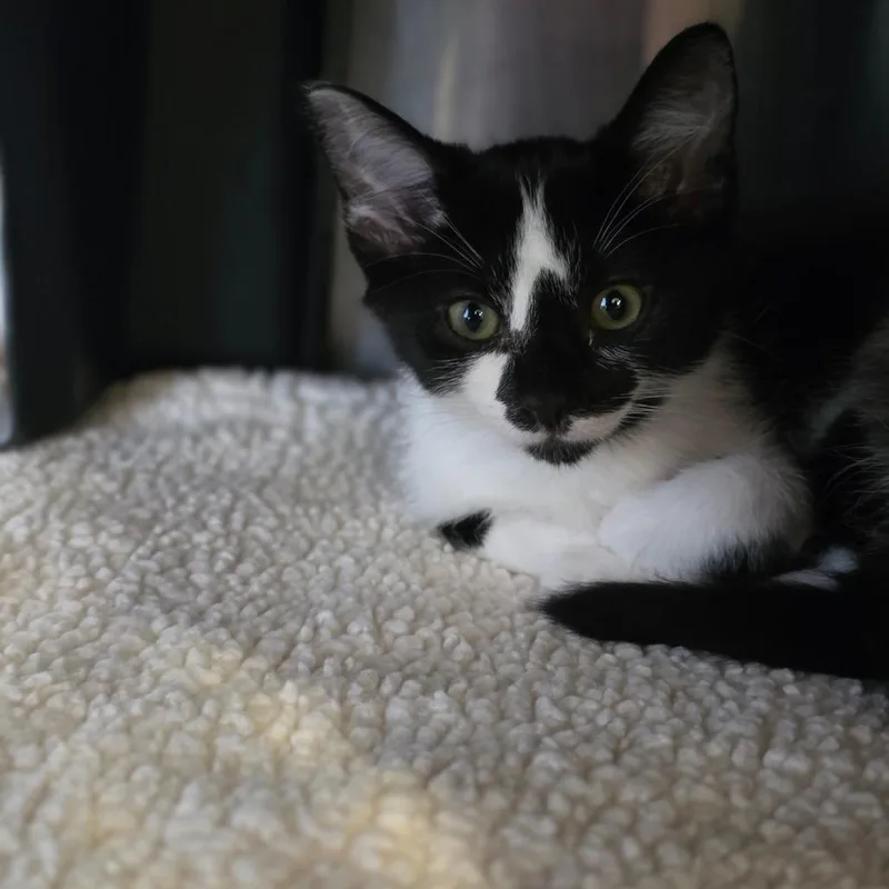 Charlie thumbnail 2