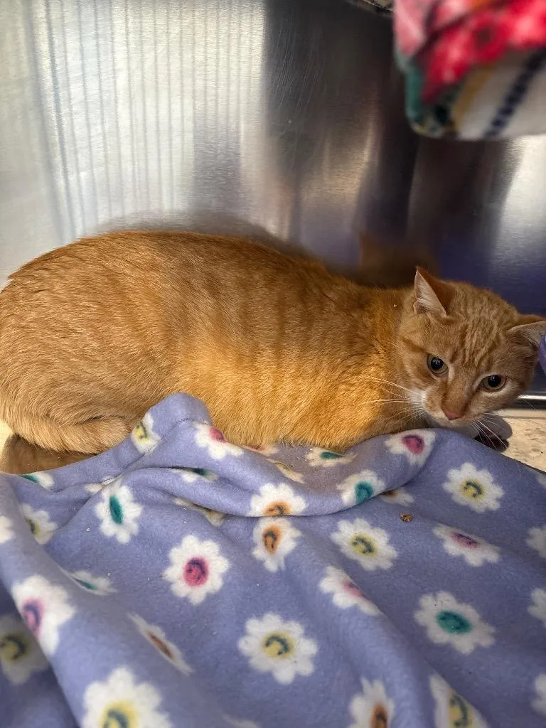 Squeegee thumbnail 2