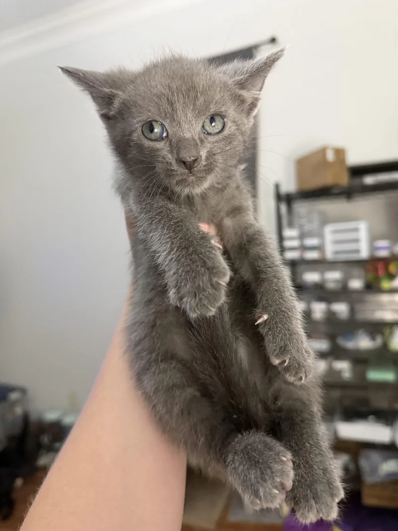 A baby small-sized male Gray / Blue / Silver American Shorthair cat named Firefly for adoption in Paulina, LA