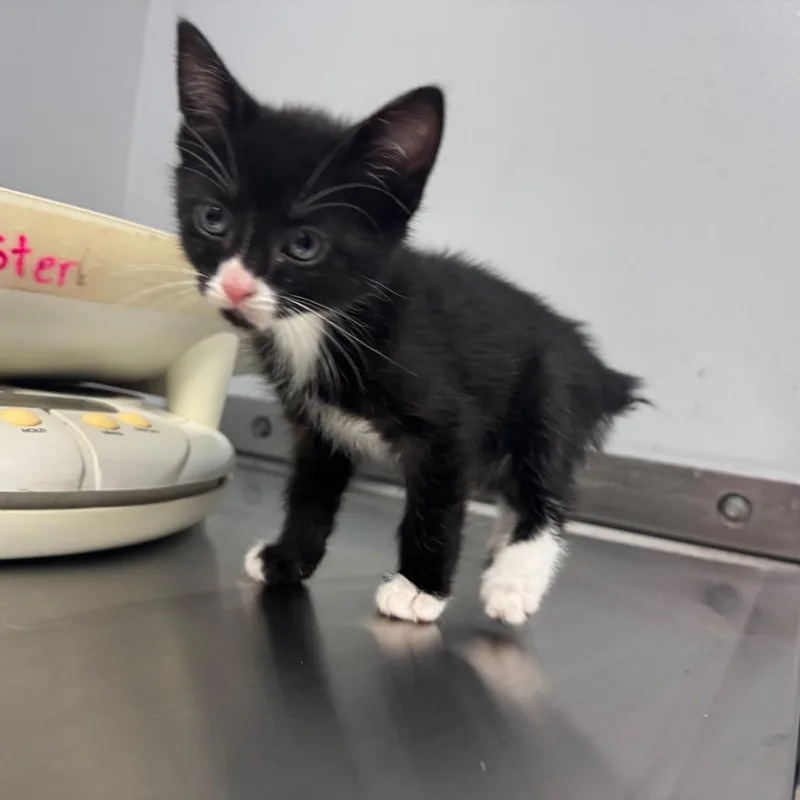A baby small-sized female Black Domestic Short Hair cat named Dorothy for adoption in Columbus, GA