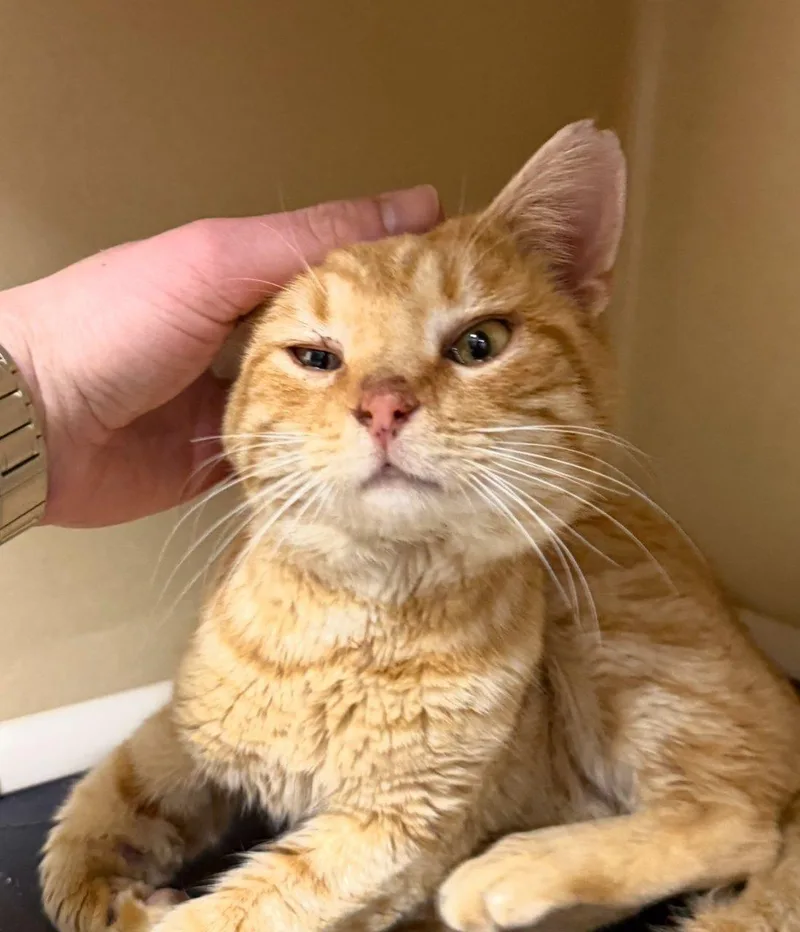 An adult small-sized male Tabby (Orange / Red) Domestic Short Hair cat named Onigiri for adoption in Raleigh, NC