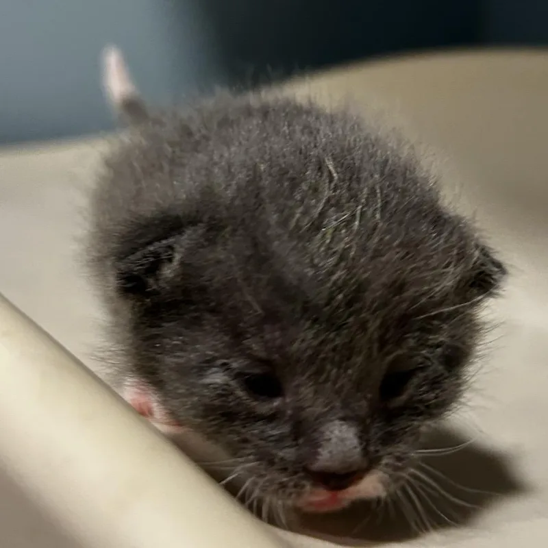 A baby small-sized female White Domestic Short Hair cat named Strawberry for adoption in Chattanooga, TN