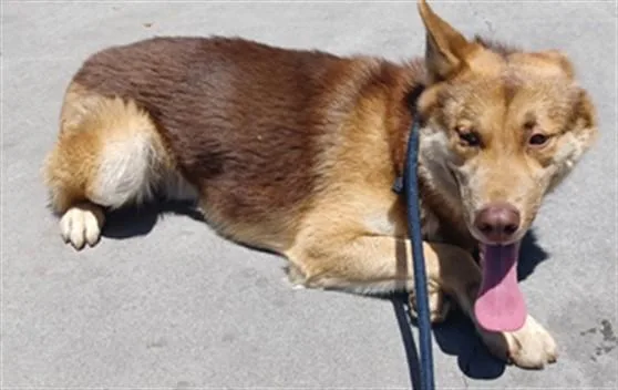 An adult medium-sized male German Shepherd Dog dog named Oso for adoption in Baldwin Park, CA