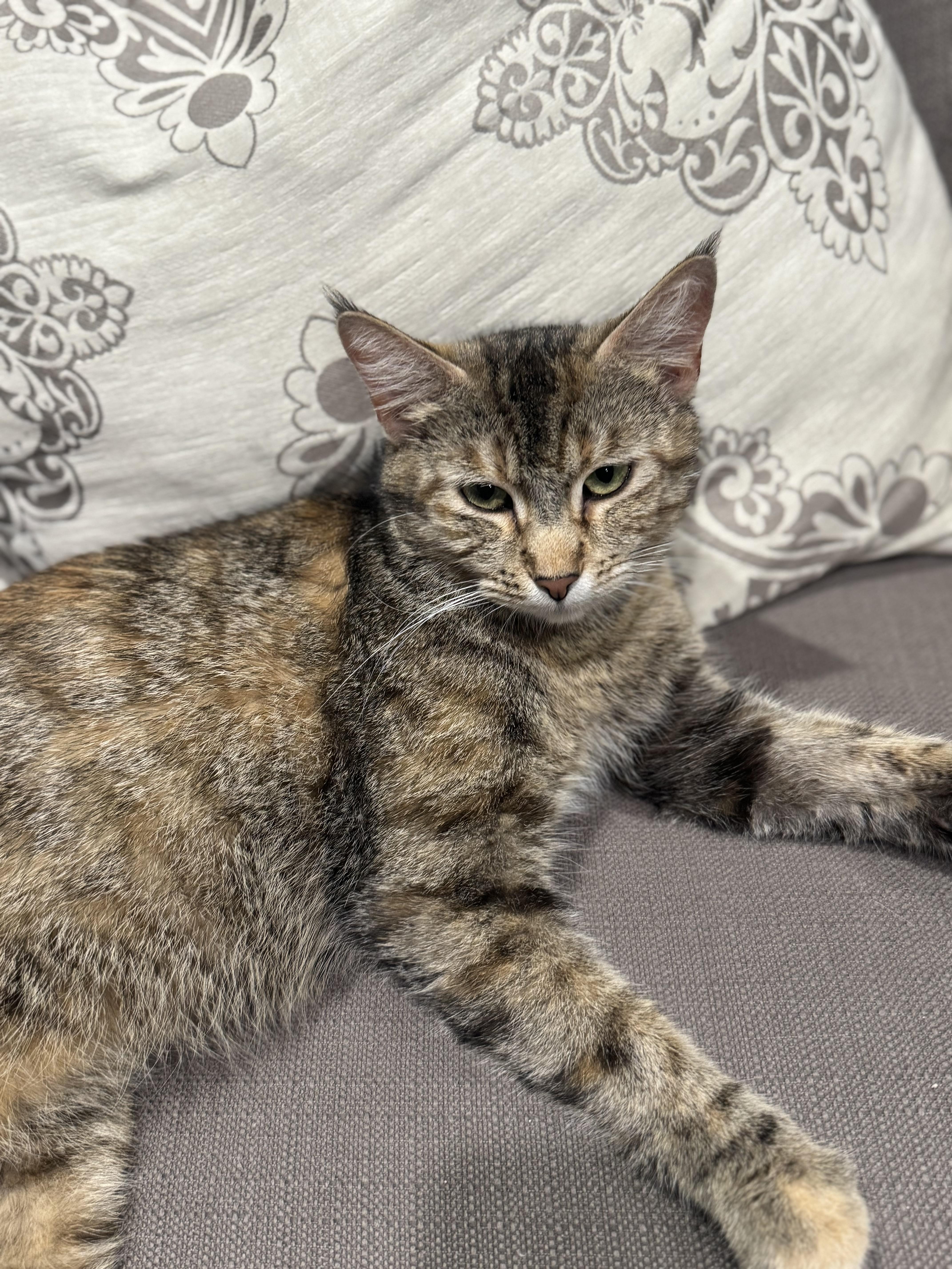 A young medium-sized female Domestic Short Hair cat named Tiger for adoption in Long Beach, CA