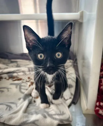 Fernando