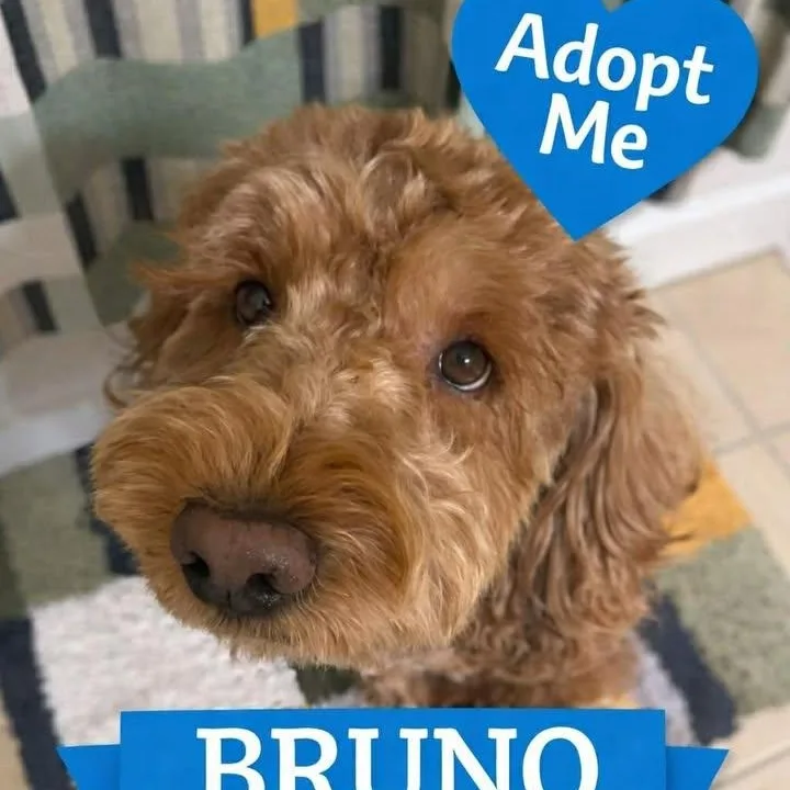 Bruno Doodle thumbnail 2