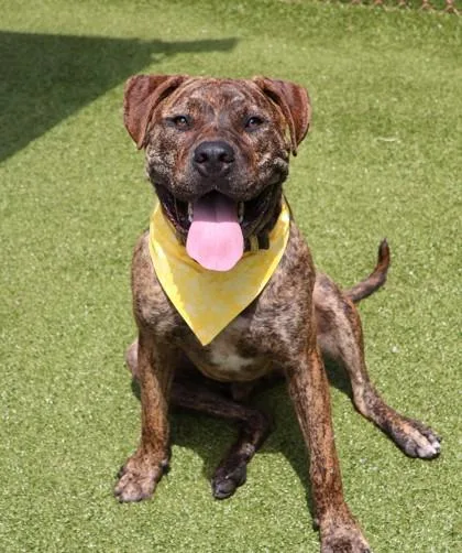 A young large-sized male Mixed Breed dog named Tiger Woods for adoption in Athens, GA