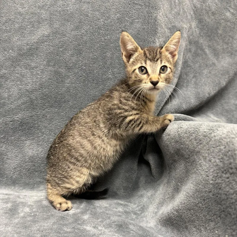 A baby medium-sized female Domestic Short Hair cat named Jane for adoption in Brenham, TX