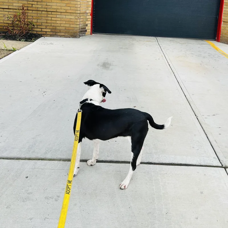 An adult medium-sized female White / Cream American Bully dog named Zoe for adoption in East Orange, NJ