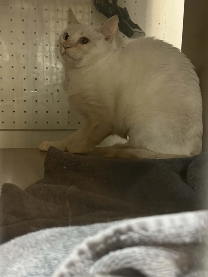 A young medium-sized male Domestic Short Hair cat named Womp Womp for adoption in Wasilla, AK