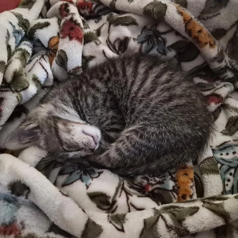 A baby small-sized male Domestic Short Hair cat named Ubba for adoption in Richland, MI