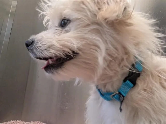 A young small-sized male Poodle dog named Ride for adoption in Denver, CO