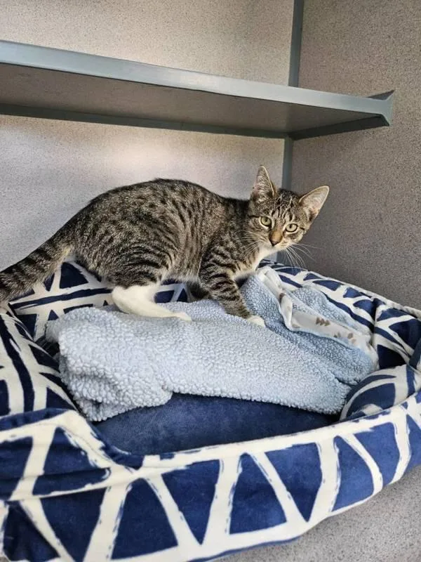 A baby small-sized female Domestic Short Hair cat named Axiom for adoption in Skillman, NJ