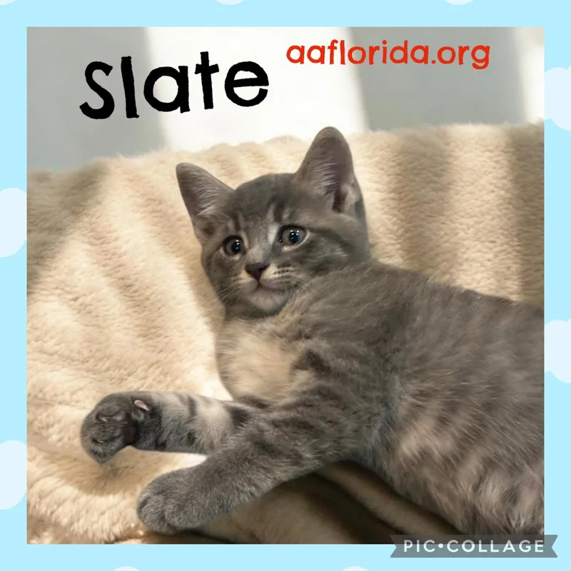 A young medium-sized male Gray / Blue / Silver Tabby cat named Slate for adoption in Pensacola, FL