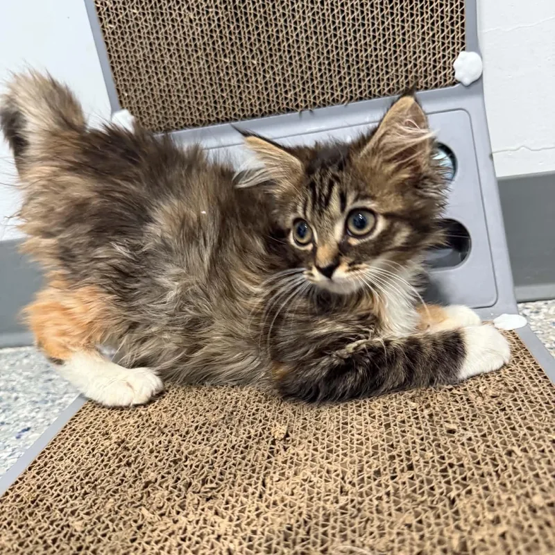 A baby small-sized female Domestic Long Hair cat named Frittata for adoption in Danbury, CT