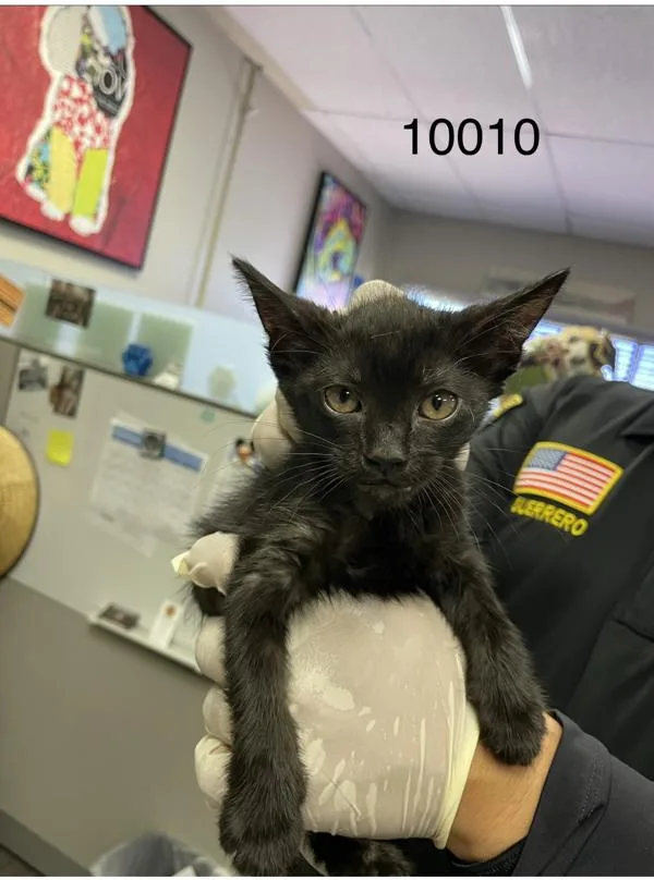 A baby medium-sized male Domestic Short Hair cat named Batman for adoption in Victorville, CA