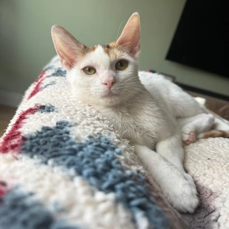 An adult medium-sized female White Domestic Short Hair cat named Georgia for adoption in Chicago, IL