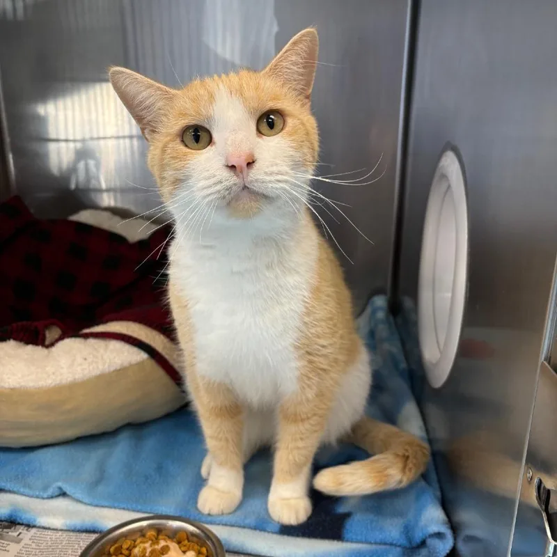 An adult large-sized male Buff / Tan / Fawn Domestic Short Hair cat named Mr. Toast for adoption in Brockton, MA