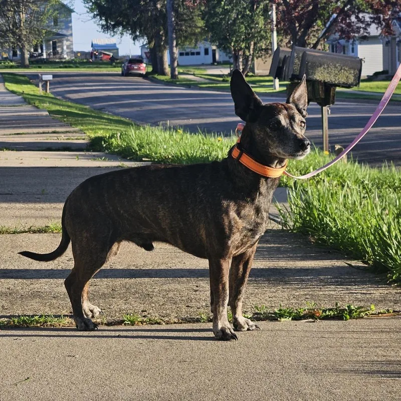 A senior small-sized male Brindle Chihuahua dog named Nero for adoption in Alma, WI