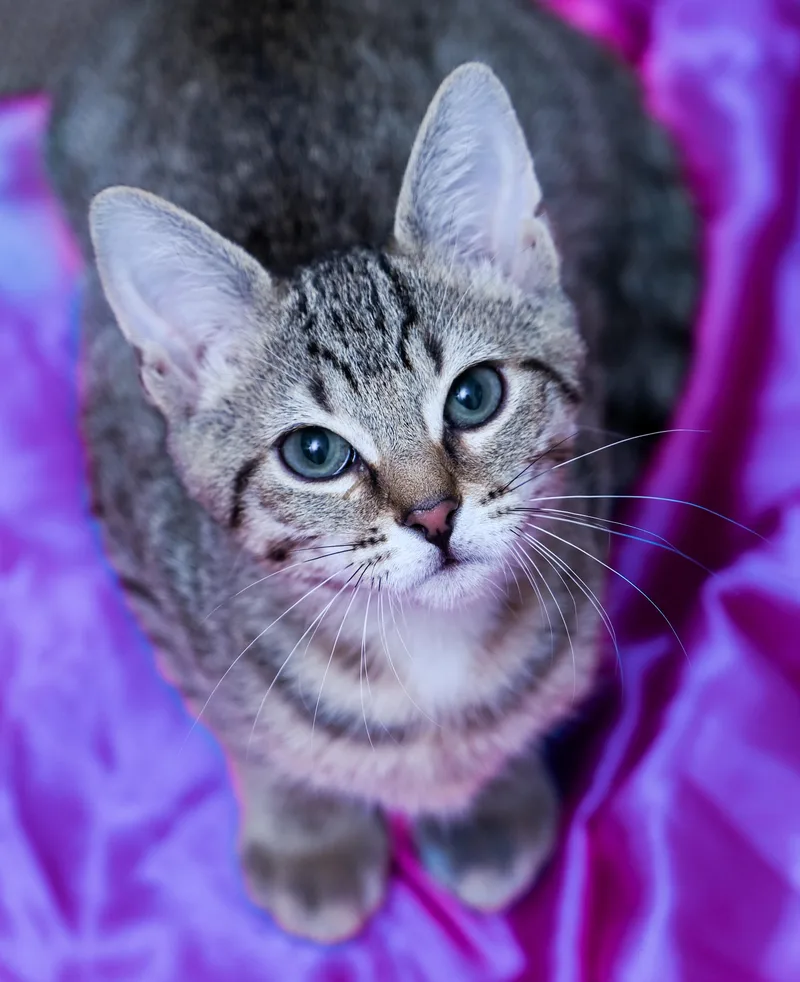 A baby medium-sized male Tabby (Brown / Chocolate) Tabby cat named Prismo for adoption in Chattanooga, TN